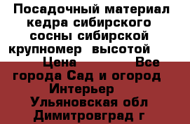 Посадочный материал кедра сибирского (сосны сибирской) крупномер, высотой 3-3.5  › Цена ­ 19 800 - Все города Сад и огород » Интерьер   . Ульяновская обл.,Димитровград г.